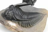 Beautiful Zlichovaspis Trilobite With Enrolled Reedops #226053-2